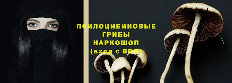 даркнет состав  где купить наркоту  Заозёрск  Псилоцибиновые грибы мицелий 